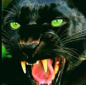 Meet your Posher, Lamont